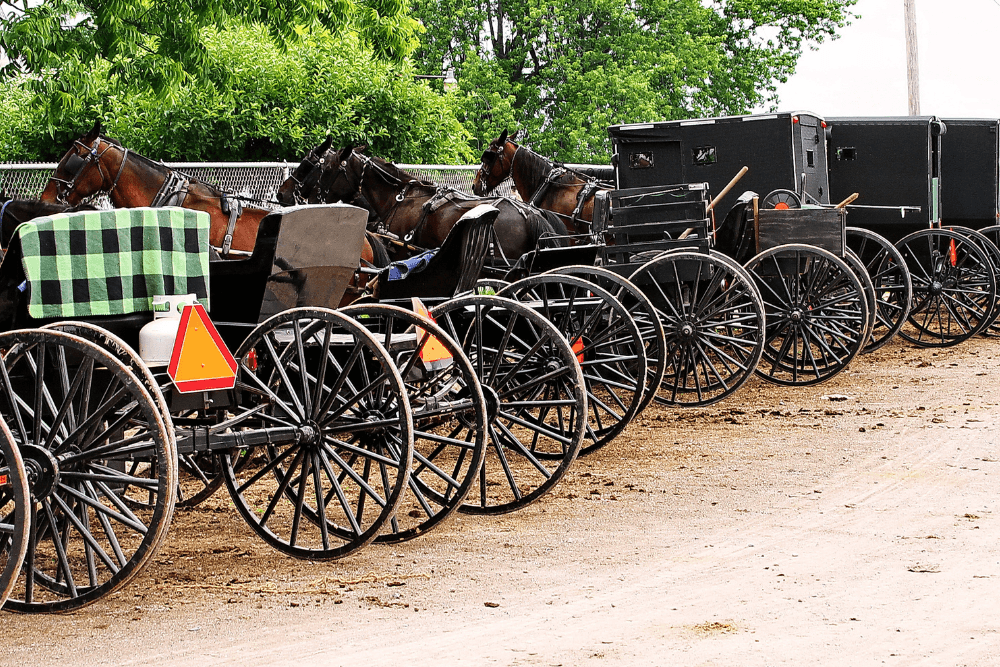 A row of amish buggies parked in a line